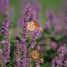Image of Agastache foeniculum Anise Hyssop with purple flowers and Monarch butterflies