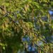 Image of Tag Alder Alnus serrulata native tree branching and flowering