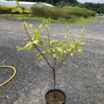 Image of Canadian serviceberry Amelanchier canadensis in a container in full sun with 4 branches