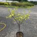 Image of Canadian serviceberry Amelanchier canadensis in a container in full sun with 4 branches