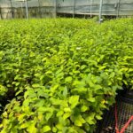 Amelanchier laevis (smooth serviceberry)