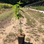 Cornus Amomum sapling