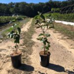 Two potted 'Viburnum dentatum' or 'arrowwood viburnum' shrubs on a dirt path.