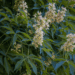 Image of Ohio Buckeye Aesculus glabra with flowers