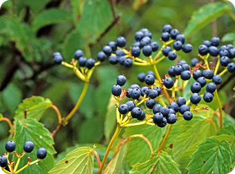 Arrowwood Viburnum