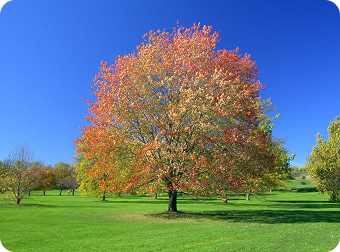 Red Maple