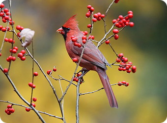 Winterberry