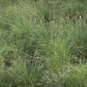 Tussock Sage